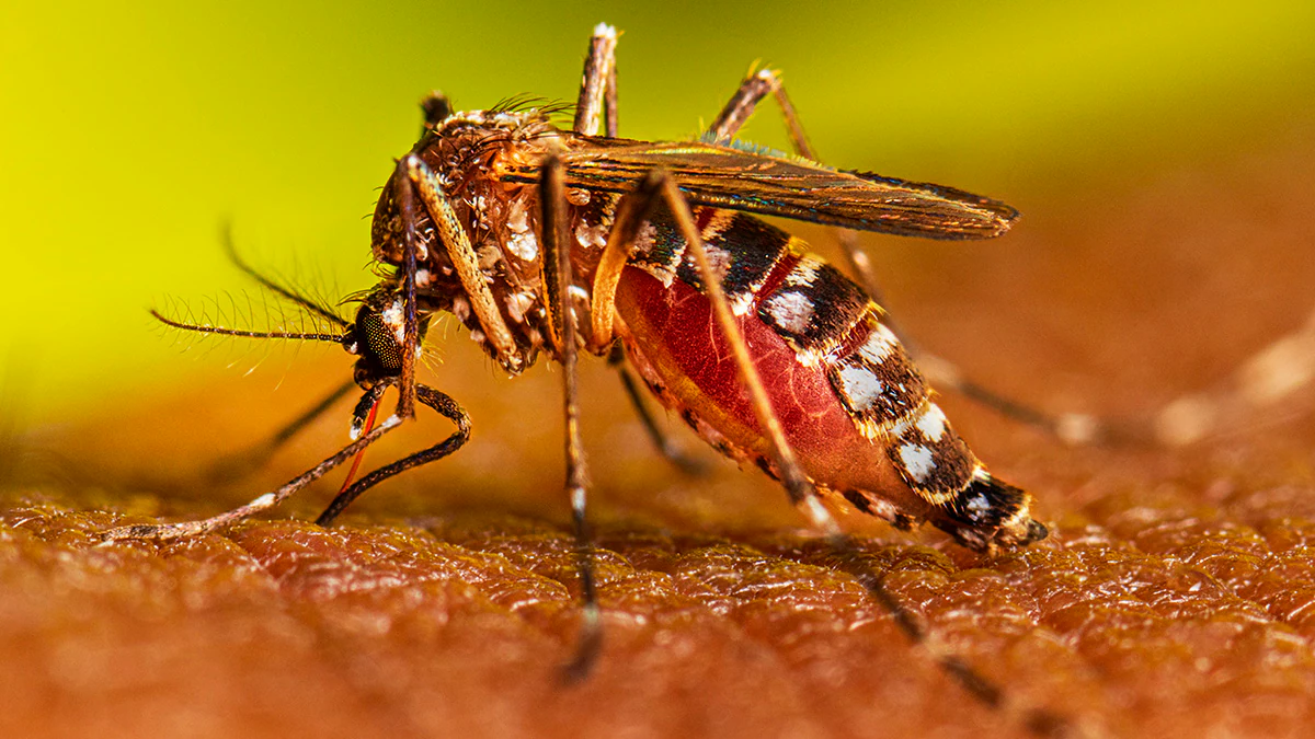 SESAL se mantiene en alerta máxima ante actual panorama del Dengue.