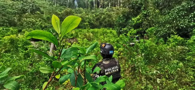 Decomisan más de 78 mil arbustos de coca en dos plantaciones en Colón