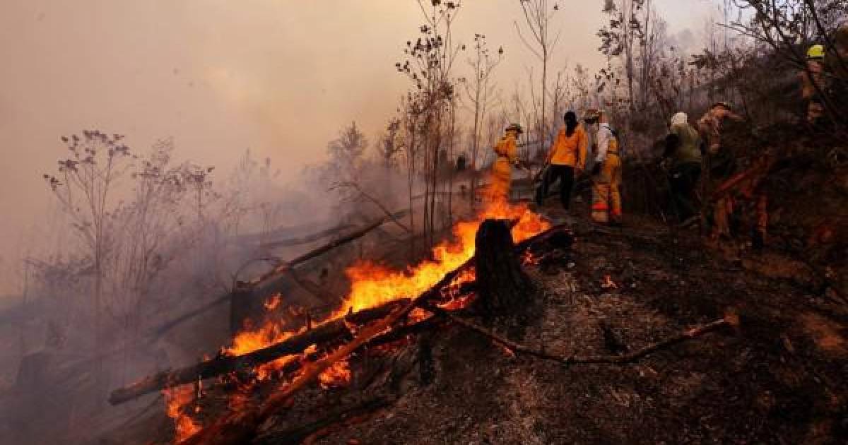 Llamado a los alcaldes: proteger los bosques es clave para prevenir incendios forestales